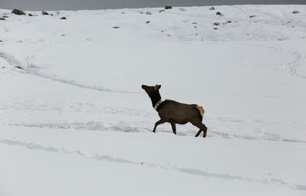 Elk Brucellosis Study